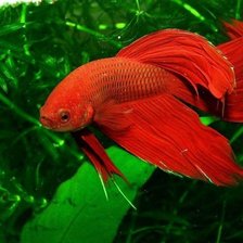 Схема вышивки «№242277»