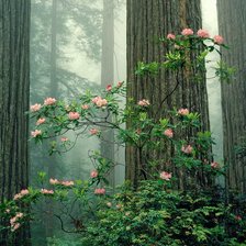 Схема вышивки «лес»