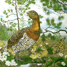 Схема вышивки «глухарь»