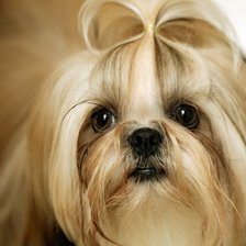 Схема вышивки «Ши тцу»