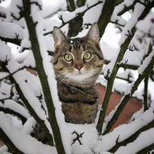 Схема вышивки «Зимняя котляндия»
