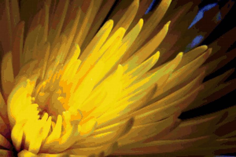 хризантема - хризантема, лепестки, цветок, макро - предпросмотр