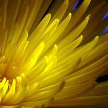 Схема вышивки «хризантема»