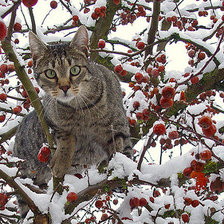 Схема вышивки «Зимняя котляндия»