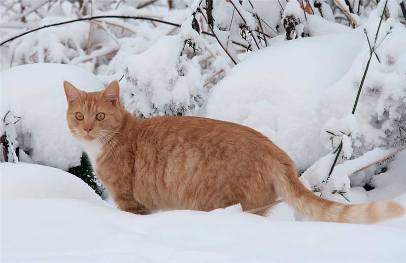 Зимняя котляндия - животные - оригинал