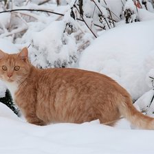 Схема вышивки «Зимняя котляндия»