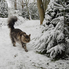 Схема вышивки «Зимняя котляндия»