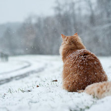 Схема вышивки «Зимняя котляндия»