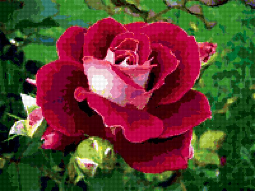 Роза - цветы, розы, подушка - предпросмотр