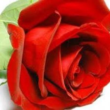 Схема вышивки «Роза»