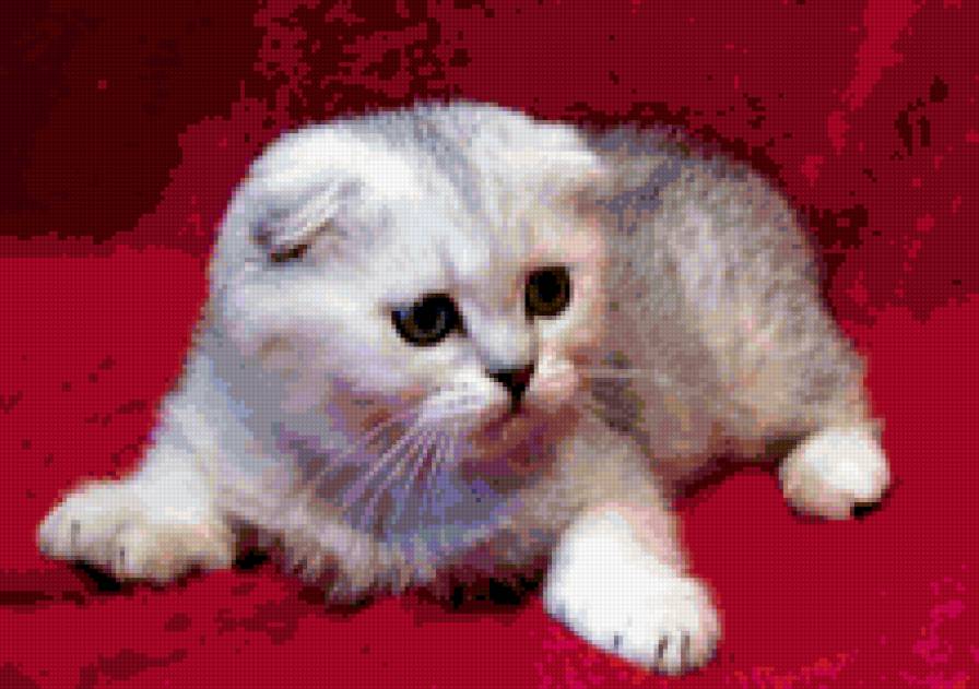 британская - кошка, котенок, киса - предпросмотр