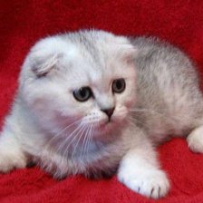 Схема вышивки «британская»