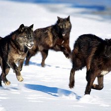 Схема вышивки «волки»