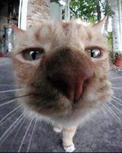 Схема вышивки «кто там?»