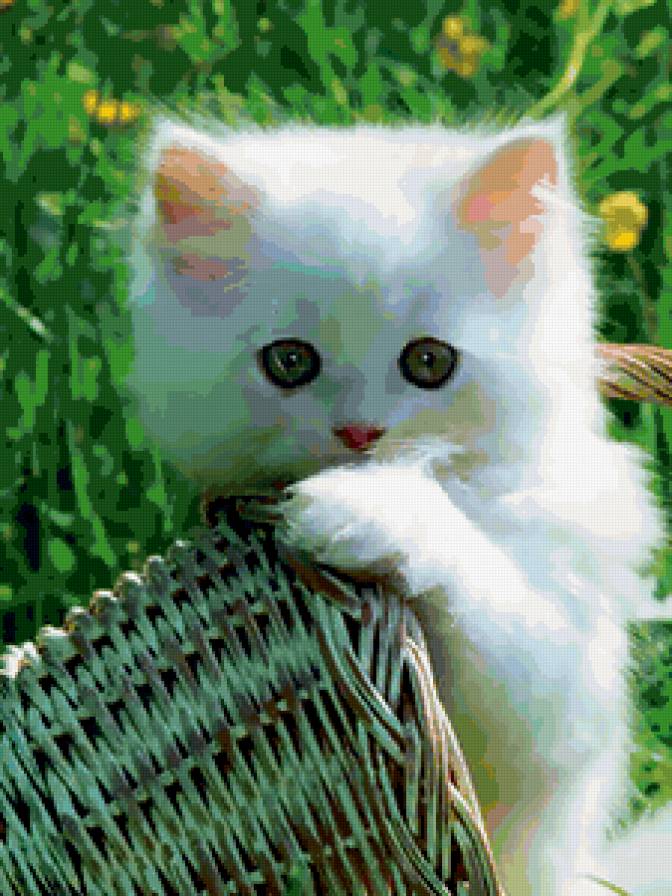 белый котёнок - предпросмотр