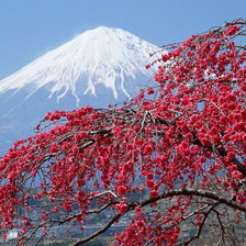 Схема вышивки «№243162»