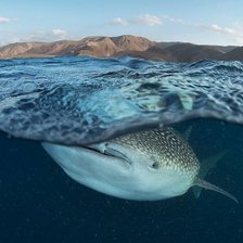 Схема вышивки «Кит»