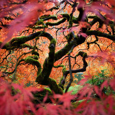 Схема вышивки «Осень»