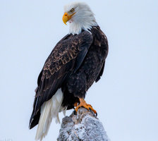 Схема вышивки «Орел»