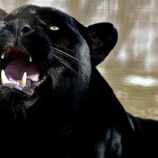 Схема вышивки «Пантера»