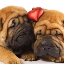 Схема вышивки «Шарпеи»