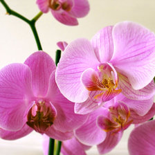 Схема вышивки «супер-орхидея»