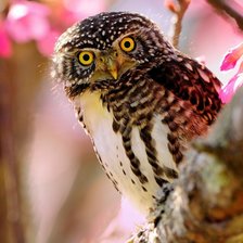 Схема вышивки «№243530»