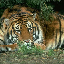 Схема вышивки «тигр»