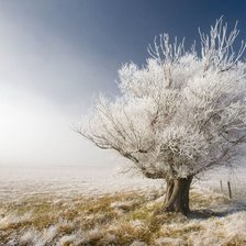 Схема вышивки «Зимнее дерево»