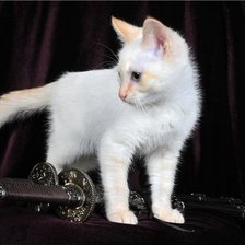 Схема вышивки «котеночек»