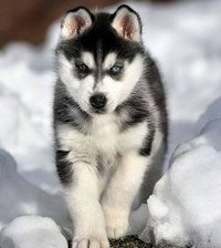 Схема вышивки «Щенок.»