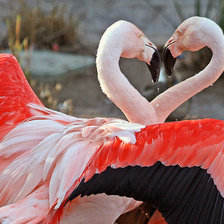 Схема вышивки «фламинго»