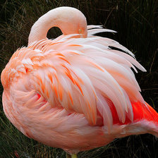 Схема вышивки «фламинго»