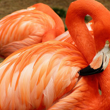 Схема вышивки «фламинго»