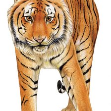 Схема вышивки «№243783»