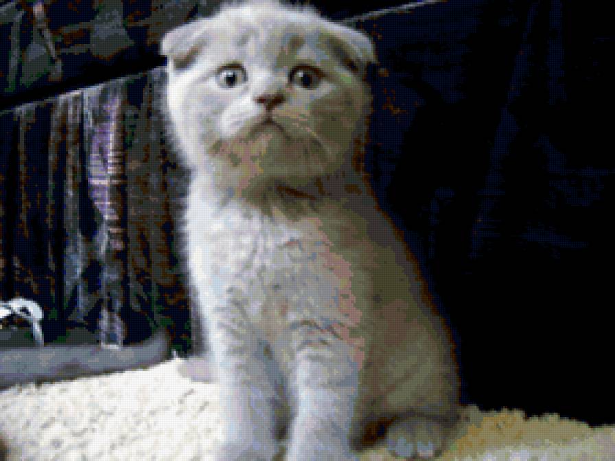 Боня - котята - предпросмотр