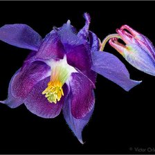 Схема вышивки «№243933»