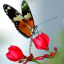 Схема вышивки «№243945»