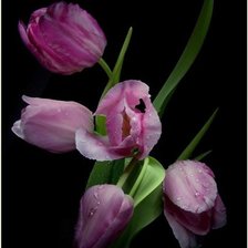 Схема вышивки «№243970»