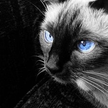 Схема вышивки «№244111»