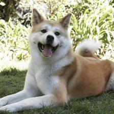 Схема вышивки «№244118»