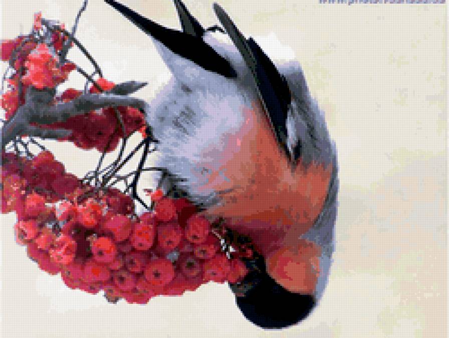 Снегирь - зима, рябина., снегири, птицы - предпросмотр