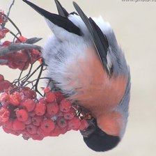 Схема вышивки «Снегирь»