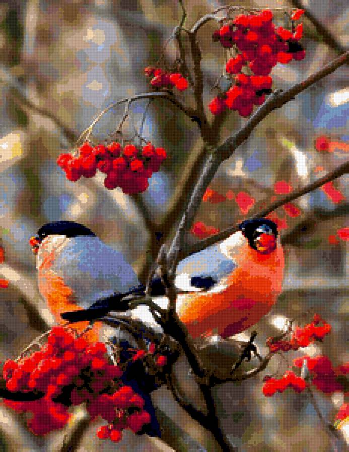 Пара снегирей на рябине. - птицы, снегири, рябина. - предпросмотр