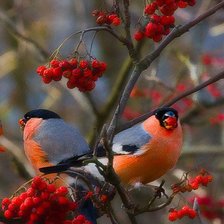 Схема вышивки «Пара снегирей на рябине.»