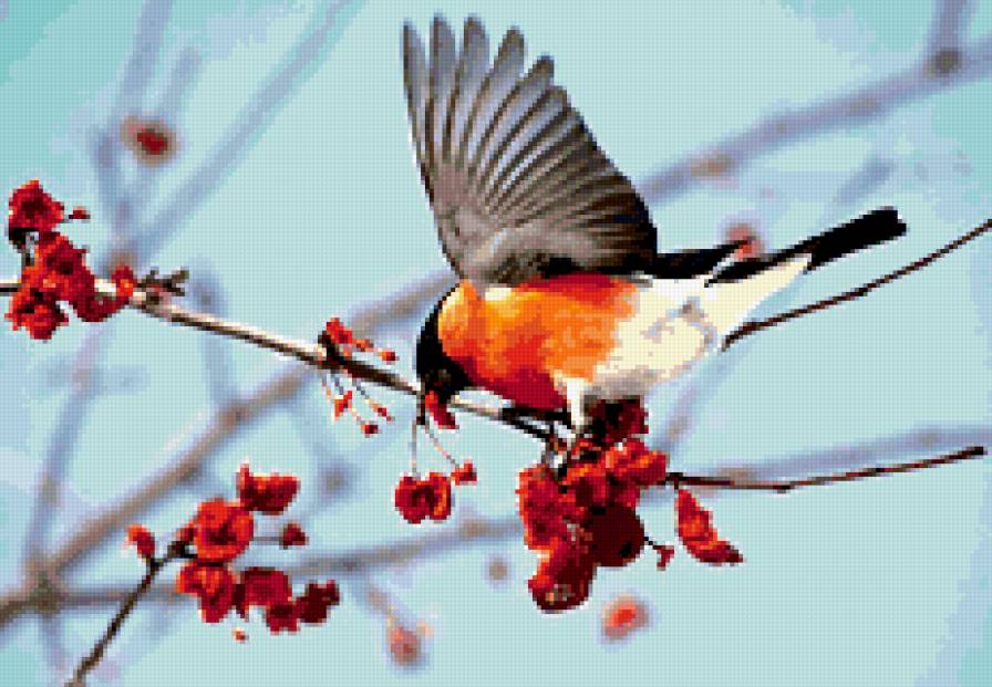 Снегирь - птицы, снегири, рябина. - предпросмотр