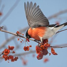 Схема вышивки «Снегирь»