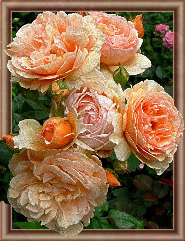 Персиковые розы - розы, цветы, букет - оригинал