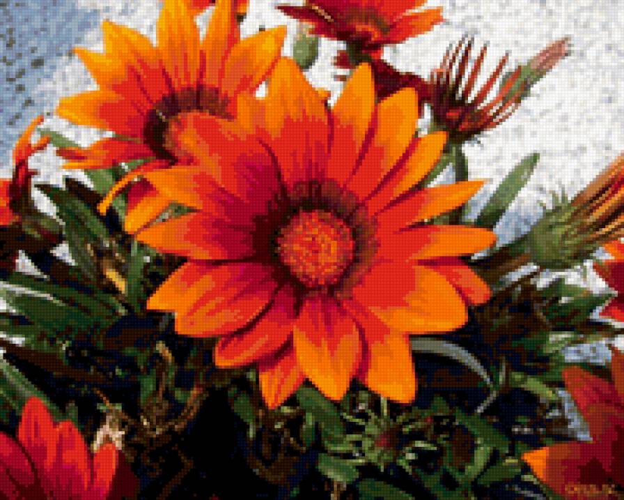 герберы - цветы - предпросмотр