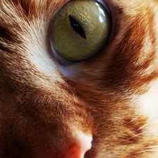 Рыжий котик